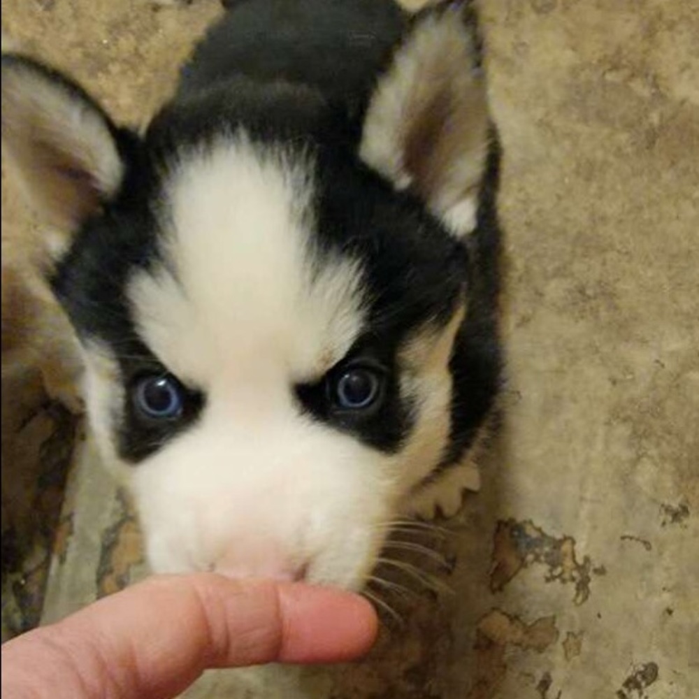 Meet your Posher, Caitlin